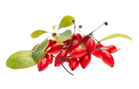 زرشک و آشنایی با خواص گوناگون و درمانی آن ؟