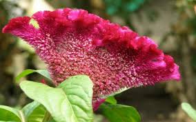 تاج خروس گیاهی با چندین گونه متفاوت و خواص گوناگون