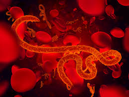 بیماری ابولا و خطر ابتلای مجدد به این بیماری ویروسی !