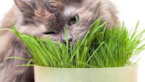 از گیاه علف گربه تا چه میزان اطلاعات دارید ؟