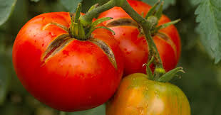 گوجه فرنگی و مضرات مصرف بیش از حد آن ؟